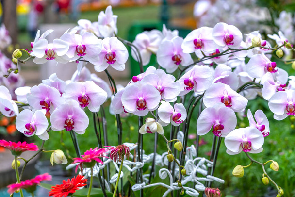 2022年春の新月には、熱帯の庭に飾られた珍しい野生の蘭である自然の美しさを飾るファラエンソウの花が咲きます  - 写真・画像