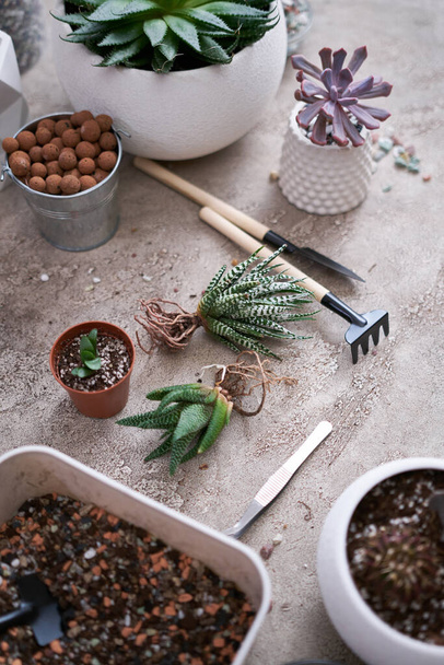 Succulent haworthia Plant with roots ready for planting into White ceramic Pot. - Photo, Image