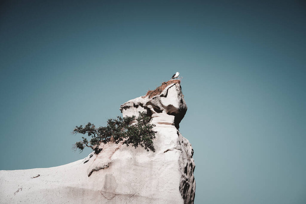 Möwe auf den Pflanzen eines großen Felsens - Lifestyle Travel Concept - Foto, Bild