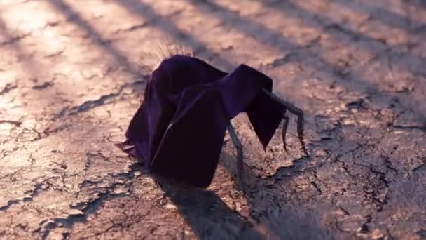 Una araña negra en ropa camina sobre tierra seca. Manto violeta negro. Aterrador. Insecto. animación 3d de bucle sin costura. Imágenes de alta calidad 4k - Metraje, vídeo