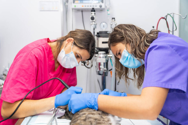 Veterinary clinic, operation on a cat, veterinary veterinarians in uniform in the mouth operation - Фото, изображение
