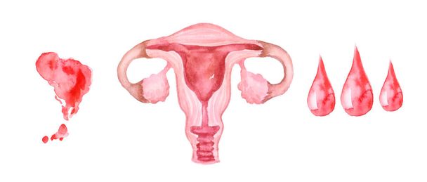 Conjunto de esquema del sistema reproductivo femenino con sangre pintada en acuarela sobre fondo blanco limpio - Foto, Imagen