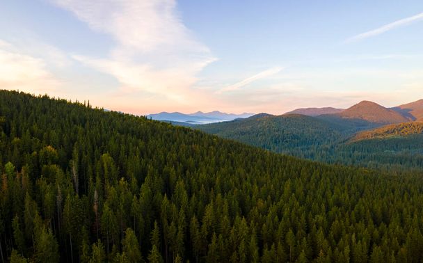 Aerial view of amazing scenery with dark mountain hills covered with forest pine trees at autumn sunrise. Beautiful wild woodland at dawn. - Foto, afbeelding