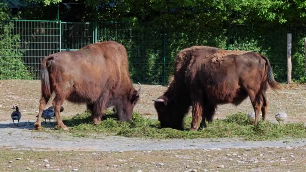 El bisonte americano o simplemente bisonte, también conocido comúnmente como el búfalo americano o simplemente búfalo, es una especie de bisonte de América del Norte que una vez vagó por América del Norte en grandes manadas..  - Metraje, vídeo