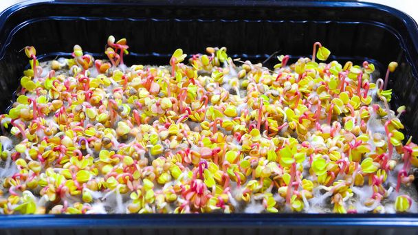 Germinated seeds with fluffy micro roots of radish coral close up. Growing microgreens. Concept of healthy eating, wholesome foods, vegetarianism. - Photo, Image
