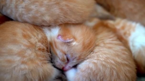 Újszülött vörös macska alszik vicces pózban. Egy csapat cuki vörös cica. Szép álmokat! Kényelmes háziállatok kényelmes otthonban alszanak. Aranyos vicces háziállatok. Háziállat Fiatal cica. 4k videó - Felvétel, videó
