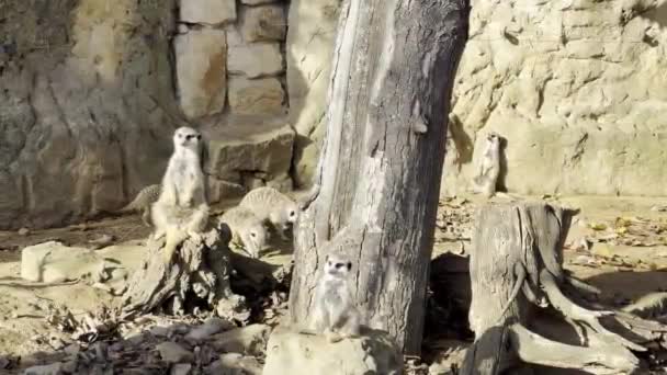 A large family of meerkats is always happy for everyone. Relaxing stock video footage. - Materiał filmowy, wideo