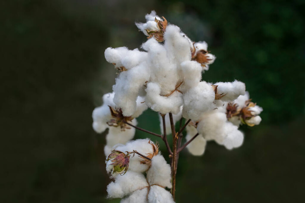Los cottons maduraron en el campo. Algodones blancos en la época de cosecha. - Foto, Imagen