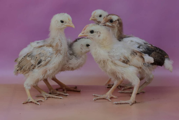 Un certo numero di ragazze stanno riposando nel pollaio della fattoria. Questo animale ha il nome scientifico Gallus gallus domesticus. - Foto, immagini