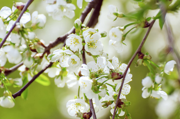 Blossoming of cherry flowers in spring time with green leaves and copyspace, natural seasonal floral background - 写真・画像
