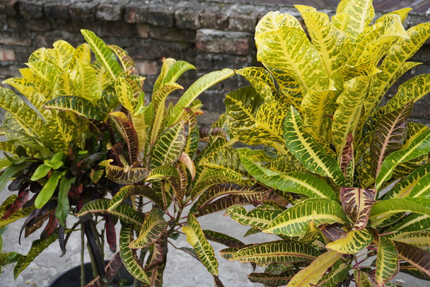 green leaves of  plant in the garden. Codiaeum  variegatum, Croton, plant with colorful ornamental foliage. Deciduous plant in the botanical garden. - Photo, Image