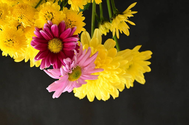 żółte i różowe kwiaty na czarnym tle - Zdjęcie, obraz
