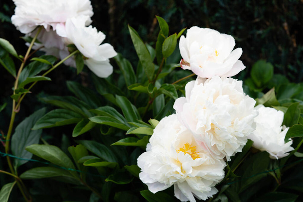 Il latte Pentecoste bianca Rosa Paeonia lactiflora - Foto, immagini