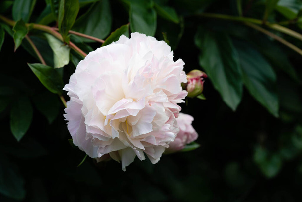 Mleko Białe Pięćdziesiątnice Rose Paeonia lactiflora - Zdjęcie, obraz
