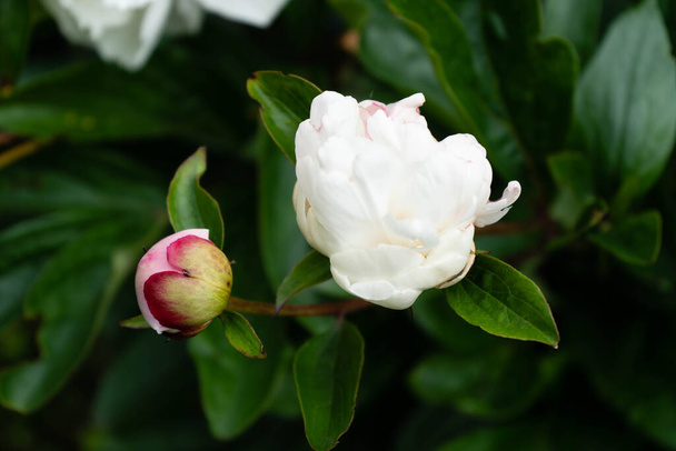 La leche Pentecostés blanco Rosa Paeonia lactiflora - Foto, Imagen
