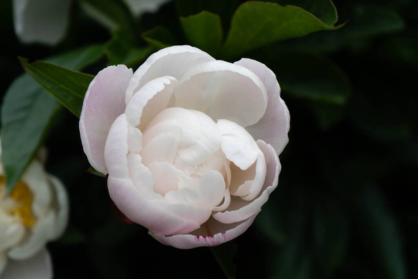 The milk White pentecost Rose Paeonia lactiflora - Photo, Image