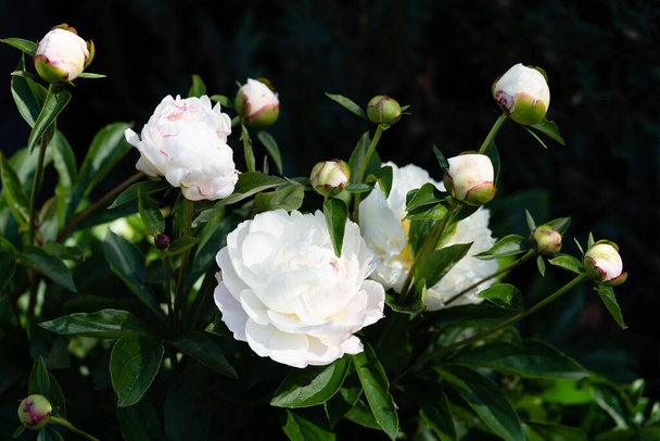 The milk White pentecost Rose Paeonia lactiflora - Photo, Image