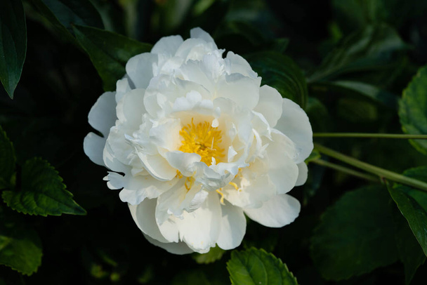 Die weiße Pentecost-Rose Paeonia lactiflora - Foto, Bild