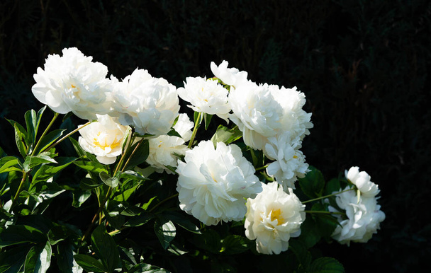 Die weiße Pentecost-Rose Paeonia lactiflora - Foto, Bild