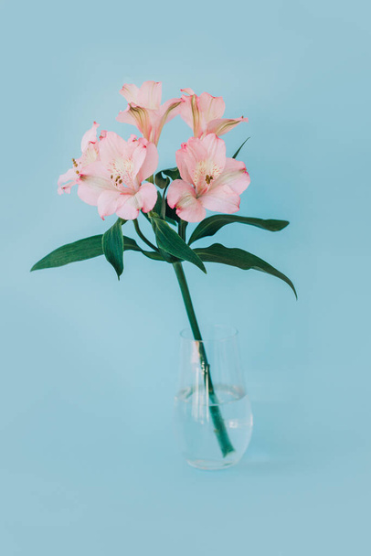 青いパステルカラーの背景に花瓶に美しいピンクのアルストレミアの花を咲かせます。テキストの場所. - 写真・画像