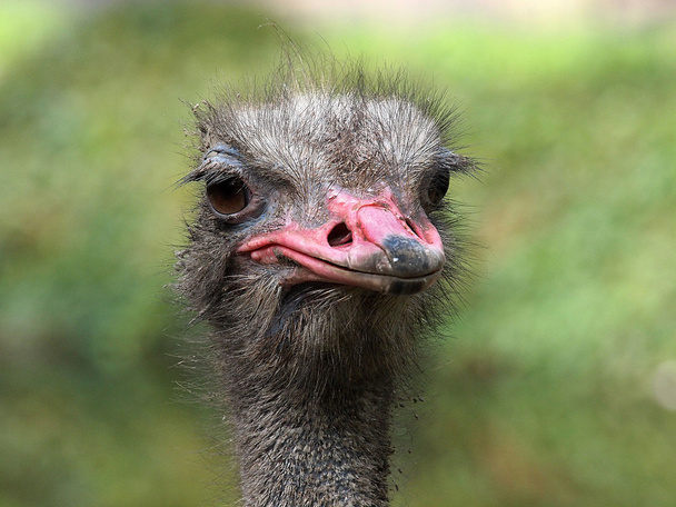 Portrait of an Ostrich - Foto, Imagen