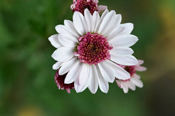 Bahçede büyüyen güzel pembe ve beyaz çiçekler - Fotoğraf, Görsel