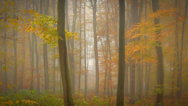 Forest in autumn landscape. Beautiful natural colorful background with trees. Nature - environment with bad rainy and foggy weather. - Photo, Image