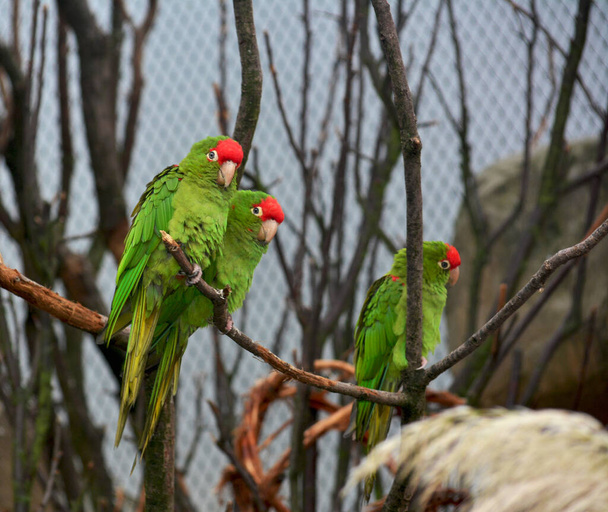 Parrots sit on branches and have fun.  - Foto, immagini