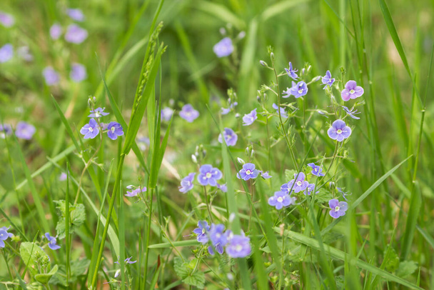 Medicinal herb Veronika Dubravnaya, Veronika chamaedrys blooms with small blue flowers in green field grass in spring. Selective focus. Summer-spring fresh meadow grass with many blue florets. - Photo, Image