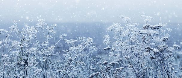 Vista atmosférica de inverno com plantas secas cobertas de geada durante a queda de neve em tons suaves de luz azul - Foto, Imagem