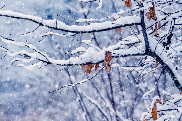 Un rincón mágico del bosque invernal con ramas de árboles cubiertas de nieve y hojas secas durante las nevadas - Foto, imagen