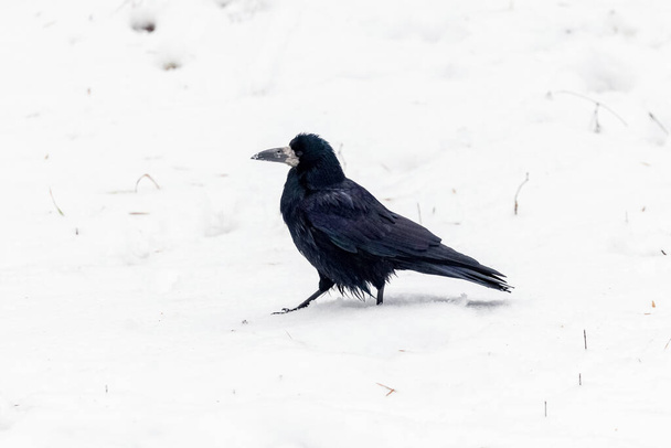 Black crow in the winter park on the snow - Foto, imagen