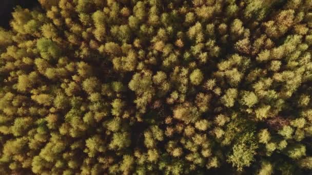 Otoño, bosque de abedul dorado desde arriba. Vista aérea. Luz dorada y hojas. Aerial, imágenes de drones, vista superior, UHD, 4k, sin sonido, girando dolly, en tiempo real. Un sensor de una pulgada. Corrección básica del color del registro. - Metraje, vídeo