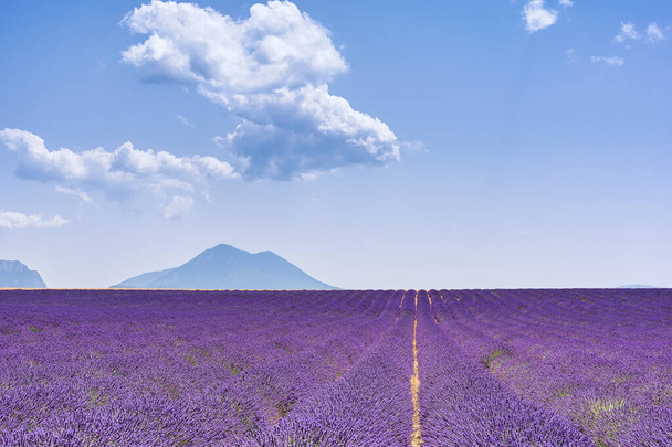 Lavendelfeld in der Provence - Foto, Bild