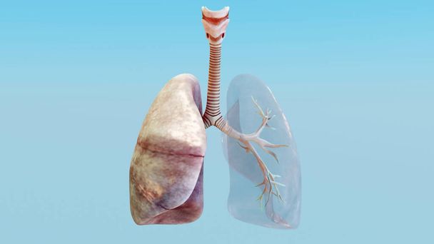 3D人体呼吸器系のイラスト肺解剖学的概念.目に見える肺換気現実的な高品質3Dレンダリング - 写真・画像