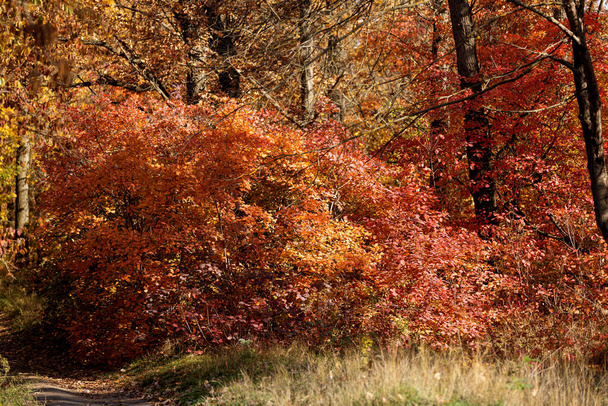 Őszi táj háttér. Gyönyörű őszi táj a napsütéses napon, sárga, vörös levelek hullanak le a fákról. Élénk, meleg őszi táj. Gyönyörű naptár képeslap képernyővédő. Szelektív puha fókusz - Fotó, kép