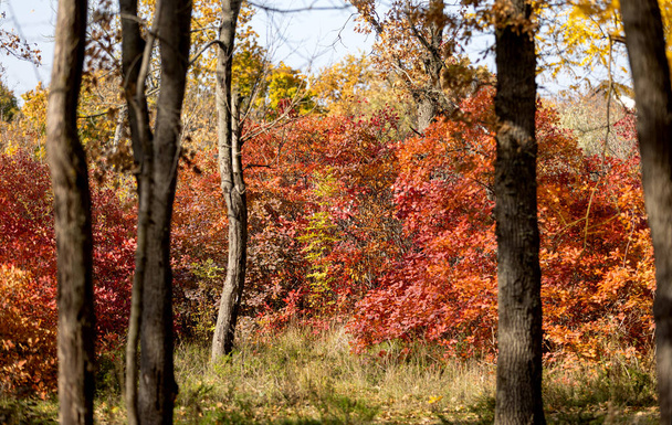 Φθινοπωρινό τοπίο. Όμορφο φθινοπωρινό τοπίο την ηλιόλουστη μέρα, κίτρινα, κόκκινα φύλλα πέφτουν από τα δέντρα. Φωτεινό ζεστό φθινοπωρινό τοπίο. Όμορφο ημερολόγιο screensaver κάρτα. Επιλεκτική μαλακή εστίαση - Φωτογραφία, εικόνα
