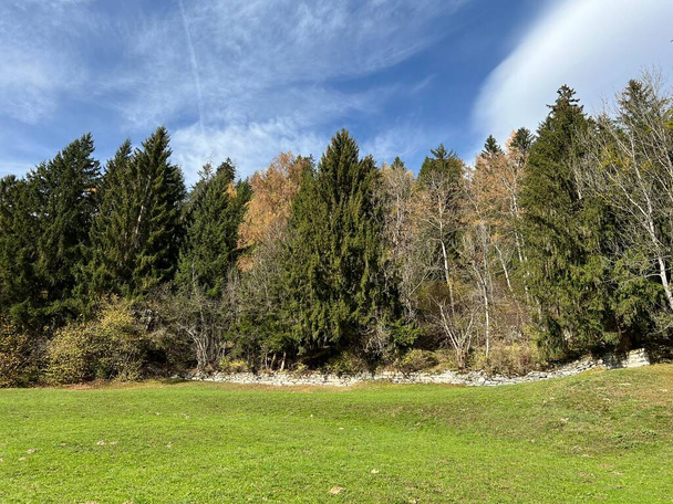 Csodálatos őszi színek a környező hegyi legelők és vegyes erdők lejtőin a svájci Alpokban, Ilanz - Canton of Grisons, Svájc (Kanton Graubunden, Schweiz) - Fotó, kép