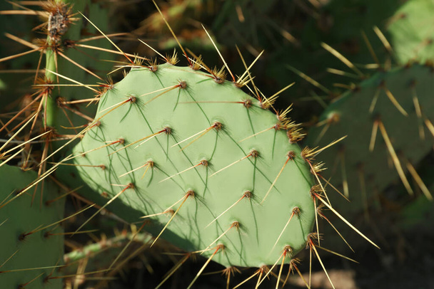 Beautiful prickly pear cactus growing outdoors on sunny day, closeup - Foto, imagen