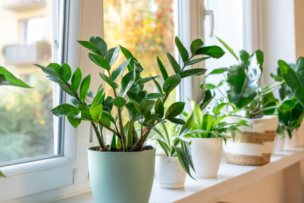 Zamioculcas με πράσινα φύλλα. Φυτά σπιτιού, εσωτερικός κήπος, αστικές ζούγκλες. Σπίτι φυτό στο παράθυρο - Φωτογραφία, εικόνα