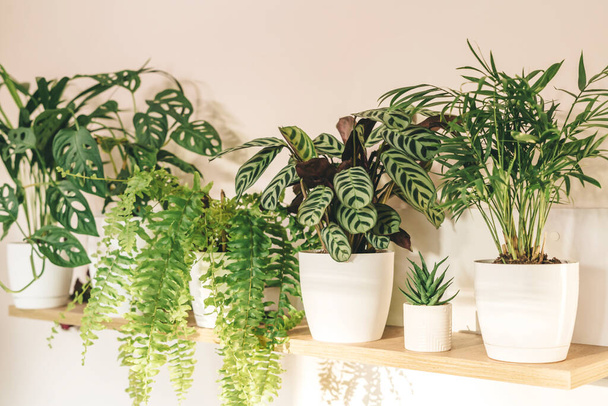 растения в домашних условиях  - Фото, изображение
