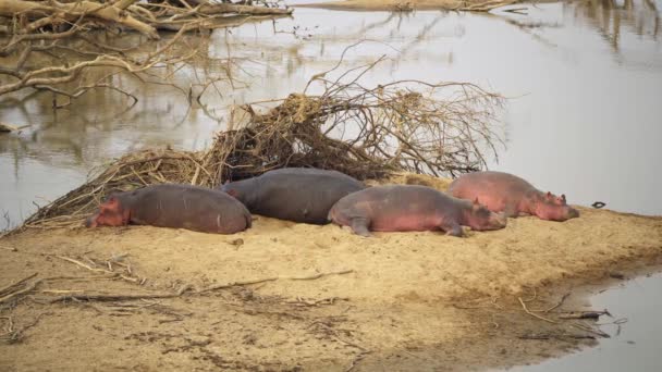 Niesamowite zbliżenie dużego stada afrykańskich hipopotamów na brzegu rzeki - Materiał filmowy, wideo
