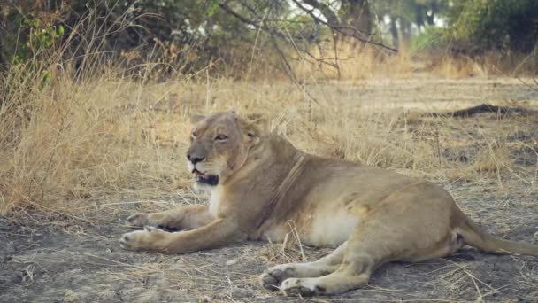 本物のアフリカのサバンナで狩りをした後の美しい野生の雌ライオンの信じられないほどのクローズアップ. - 映像、動画