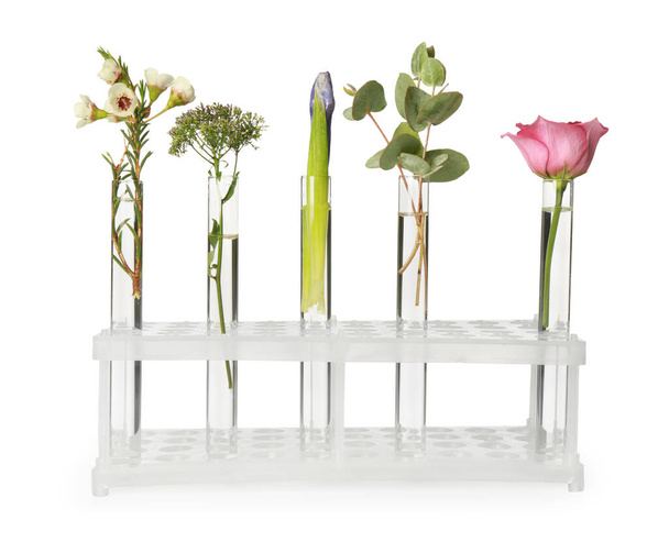 Different plants in test tubes on white background - Φωτογραφία, εικόνα