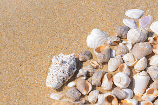 Many beautiful sea shells on sandy beach, above view. Space for text - Фото, изображение