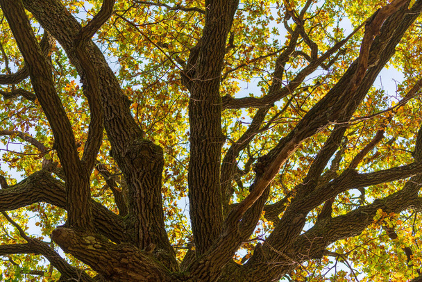 Big trunk and crown of an oak tree with autumn foliage against the blue sky, Ukraine, close up. Autumn colorful trees - Photo, Image