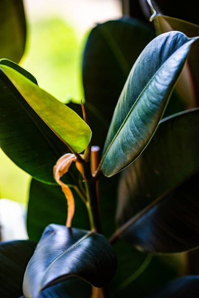 Folhas verdes lisas grandes do figo de borracha no potenciômetro - Foto, Imagem