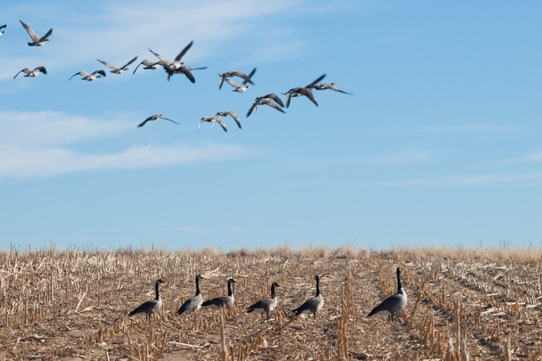 Καναδάς Geese - Φωτογραφία, εικόνα
