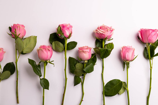 Composition of roses on white background. Valentines day, celebration and copy space, digital composite image. - Фото, зображення