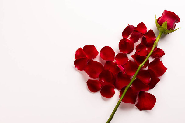 Composition of rose and petals on white background. Valentines day, celebration and copy space, digital composite image. - Valokuva, kuva